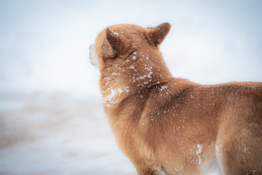 雪中小狗