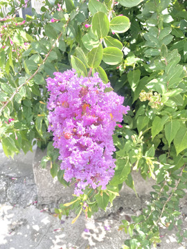 紫薇紫色花朵