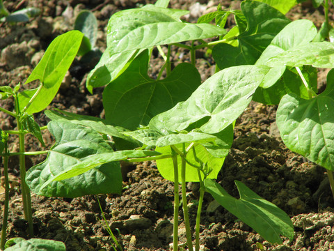 农田里种植的菜豆秧苗