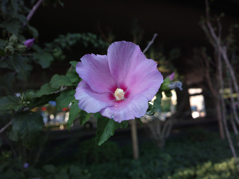 木槿