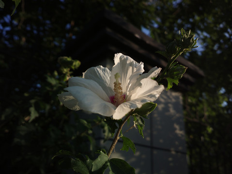 白木槿