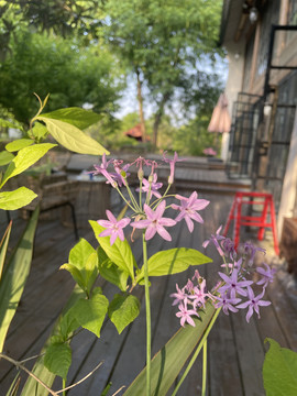 五星花