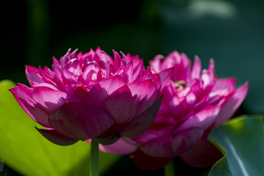 水中芙蓉