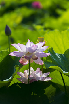 水中芙蓉