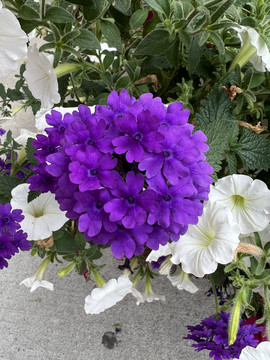紫色迎春花