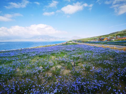新疆赛里木湖边紫色小花