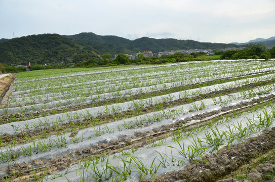 甘蔗种植