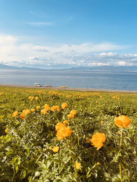 花海草原风景