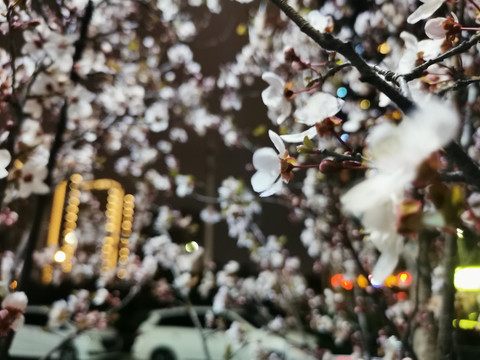 冬天的花朵