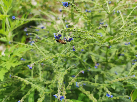 沾沾草和蜜蜂