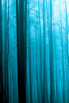 雾中丛林