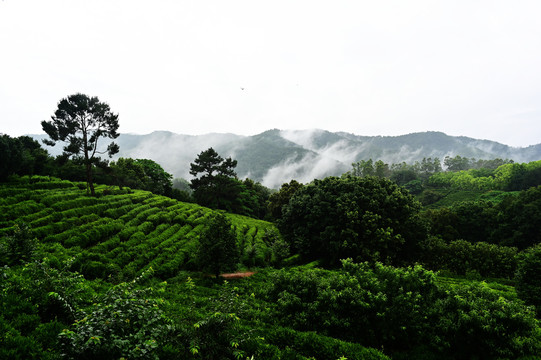 雁南飞茶园