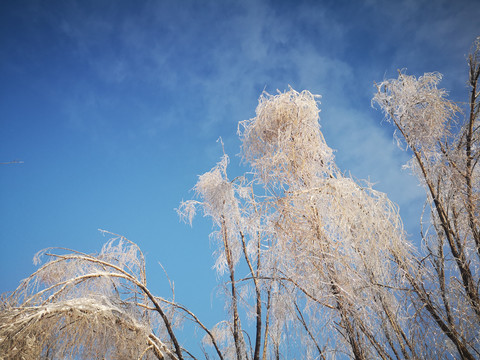 雪凝