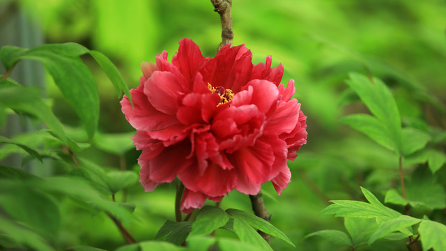 芳纪牡丹花