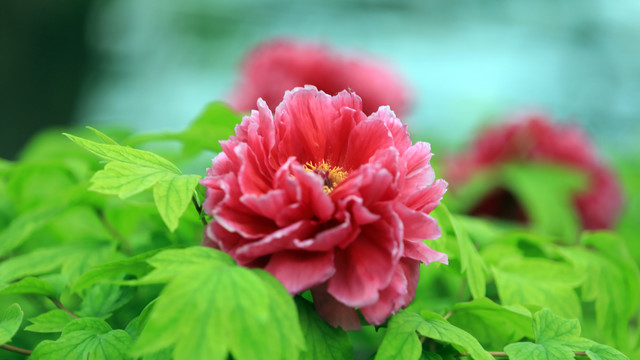 芳纪牡丹花