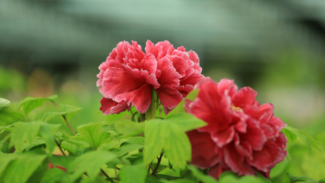 芳纪牡丹花
