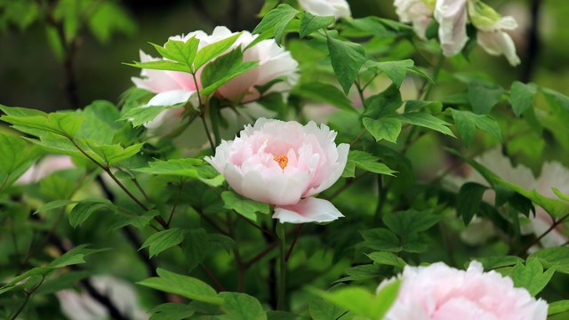 八重桜牡丹花