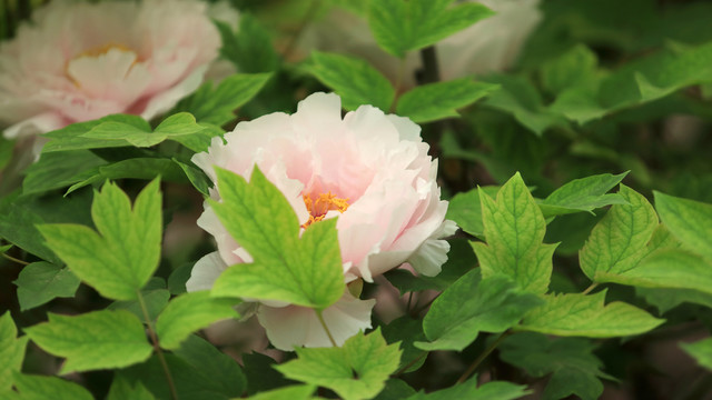 八重桜牡丹花