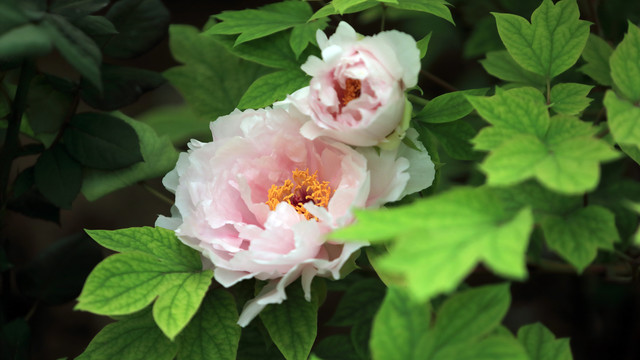 八重桜牡丹花