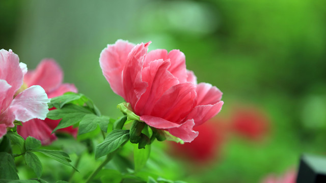 浪花锦牡丹花