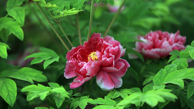 浪花锦牡丹花