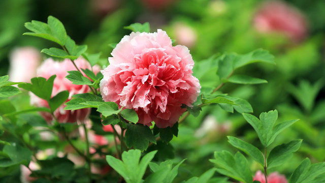 珊瑚台牡丹花