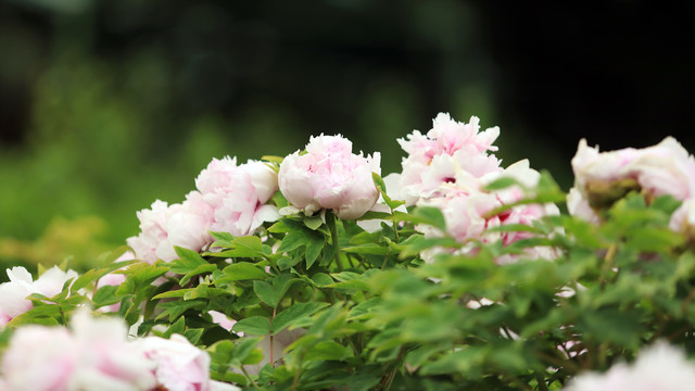 蓝芙蓉牡丹花