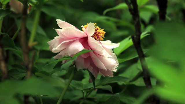 如花似玉牡丹花