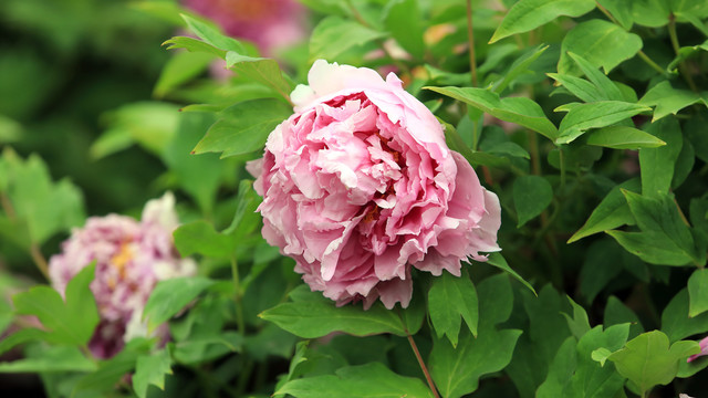 菱花湛露牡丹花