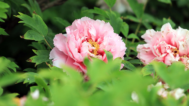 菱花湛露牡丹花