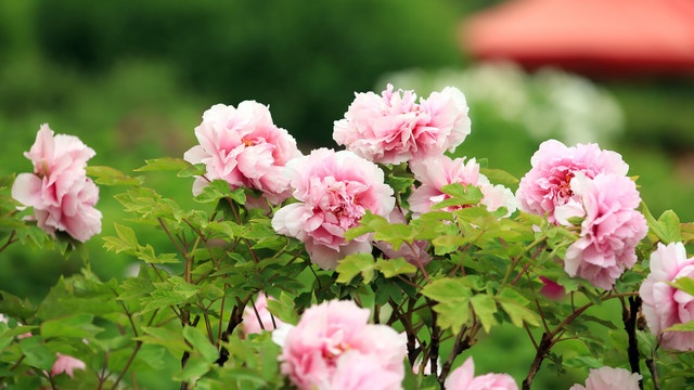 菱花湛露牡丹花