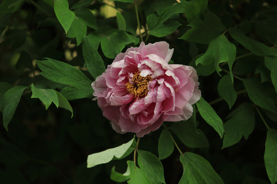 菱花湛露牡丹花