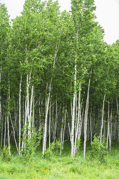 夏季绿色白桦树林