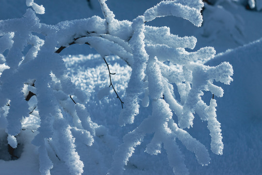 树枝雾凇雪松