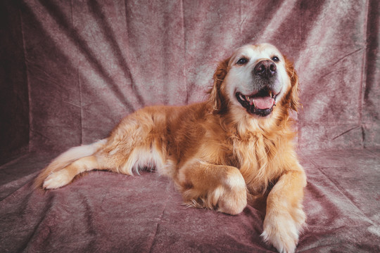 金毛寻回犬宠物狗