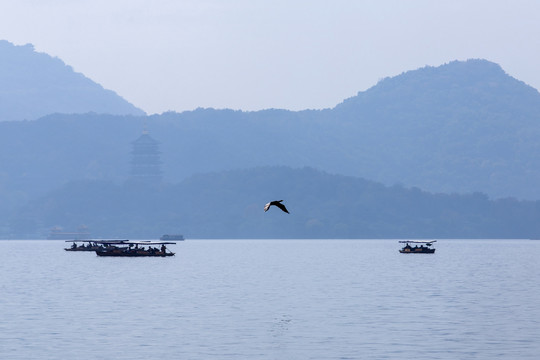 西湖鸬鹚