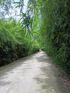 竹林蜿蜒小路