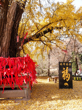 道观满地银杏叶祈福树