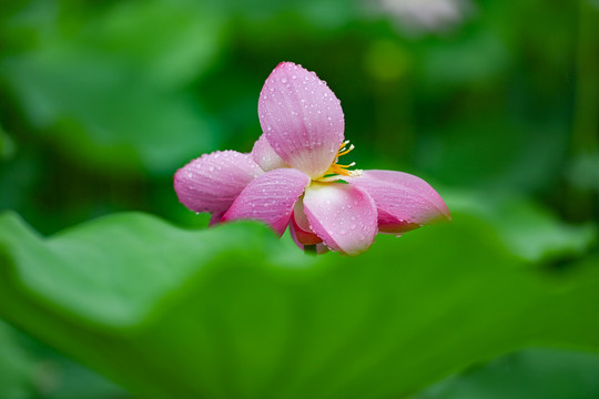 雨荷