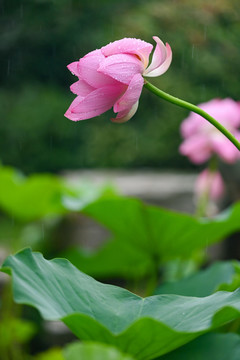 雨荷