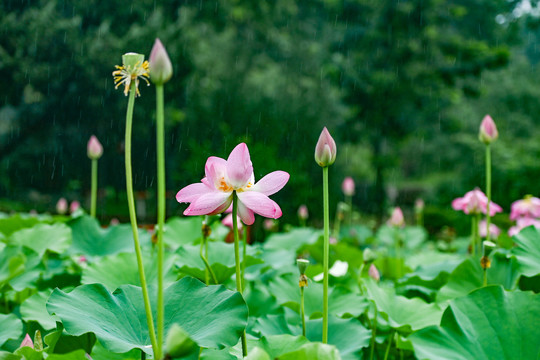 雨荷