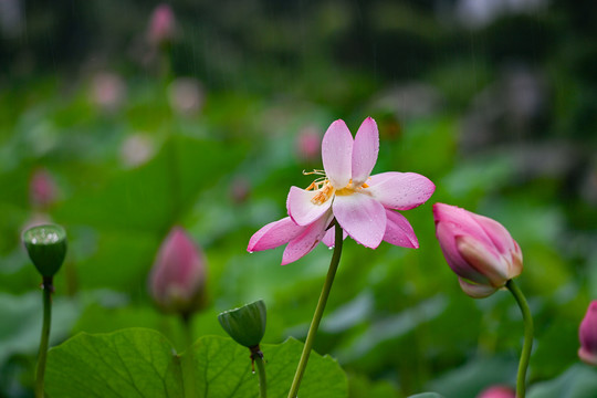 雨荷