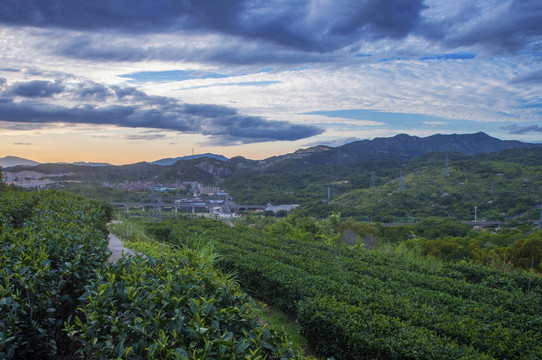 莲花峰茶园旅拍风光