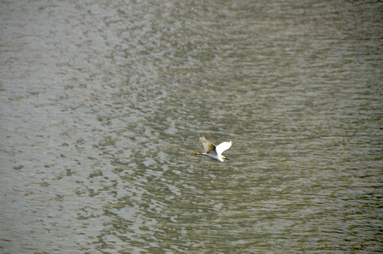 广州珠江上的白鹭