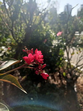 夹竹桃花朵
