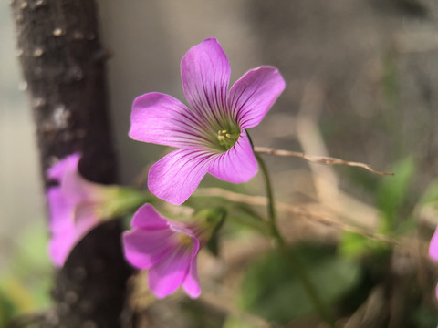 紫花酢酱草紫色小花