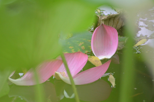 荷花
