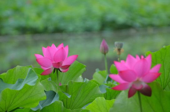 荷花