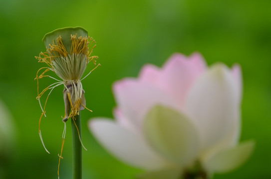 荷花