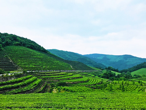 福泉山茶场